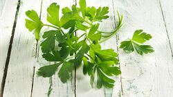 Natural - Julivert