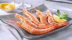 Marisco y Cefal&oacute;podo - Gamb&oacute;n