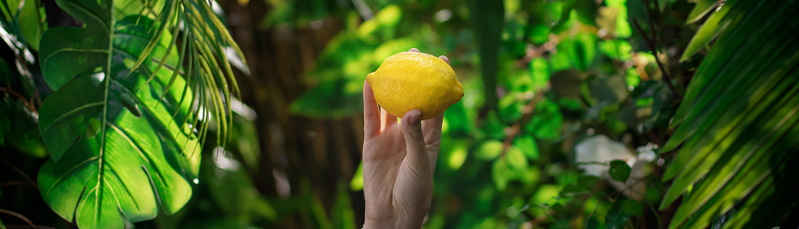 ¡El verano sabe a limón!